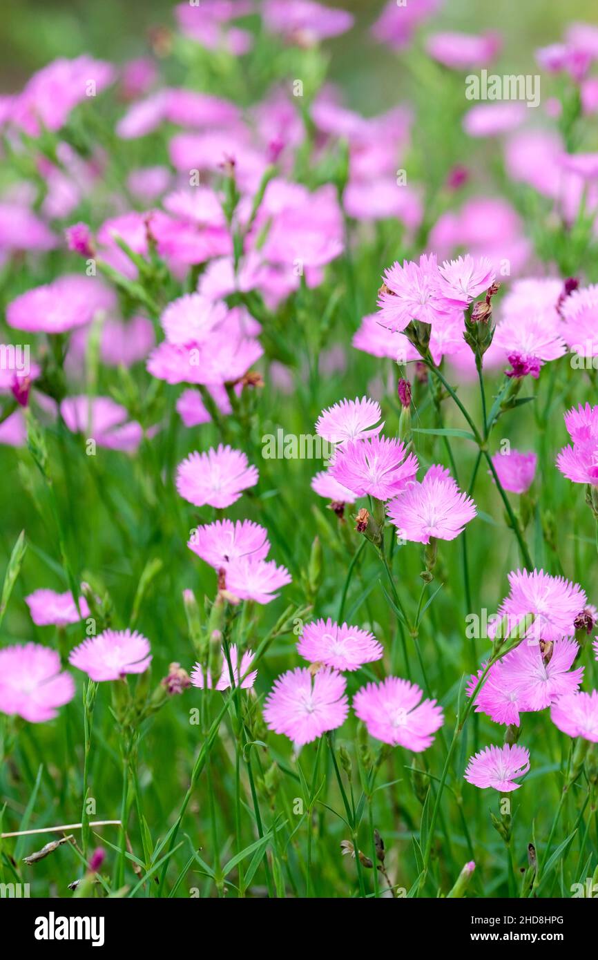 Dianthus seguieri - Sequier's Pink. Stockfoto