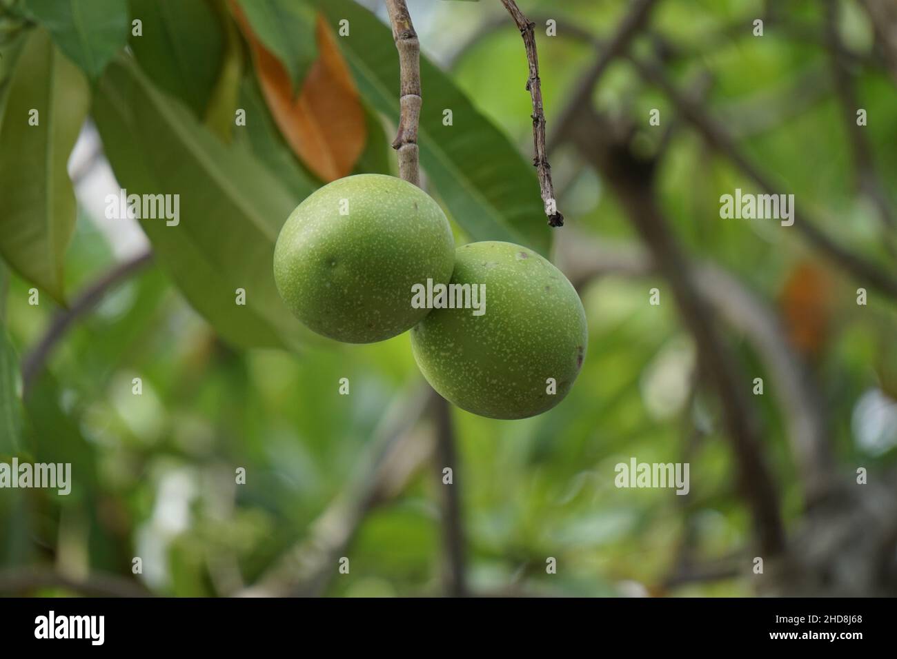 Cerbera odollam (auch Pong Pong Baum, Cerbera Manghas, Mango, bintaro genannt) auf dem Baum. Die Blätter und die Früchte enthalten Gift. Verwendete Personen Stockfoto