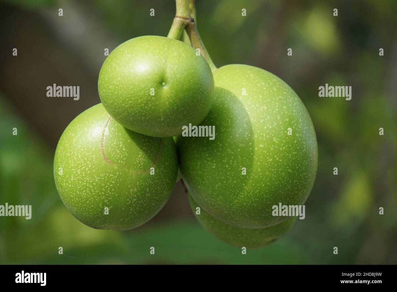 Cerbera odollam (auch Pong Pong Baum, Cerbera Manghas, Mango, bintaro genannt) auf dem Baum. Die Blätter und die Früchte enthalten Gift. Verwendete Personen Stockfoto