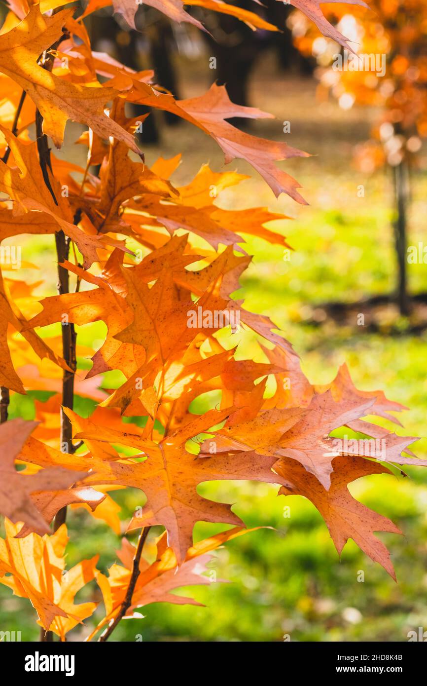 Herbst nördlichen roten Eiche Blätter im Park. Herbstsaison, Naturhintergrund, wunderschöne Bäume im Oktober. Helle Naturtapete Stockfoto
