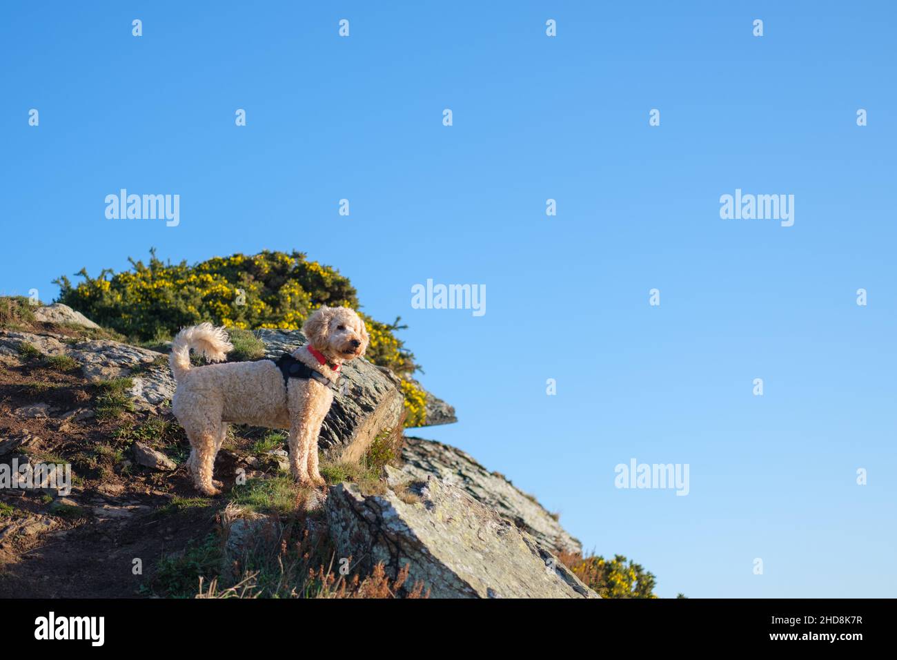 Cockapoo Hund steht auf felsigem Boden bei Sonnenschein Stockfoto