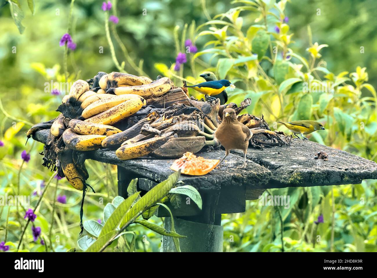 Gelbkehlige Ephonie (Ephonia hirundinacea) und andere Vögel, die sich ernähren, Heliconias Hängende Brücken, Bijagua, Costa Rica Stockfoto