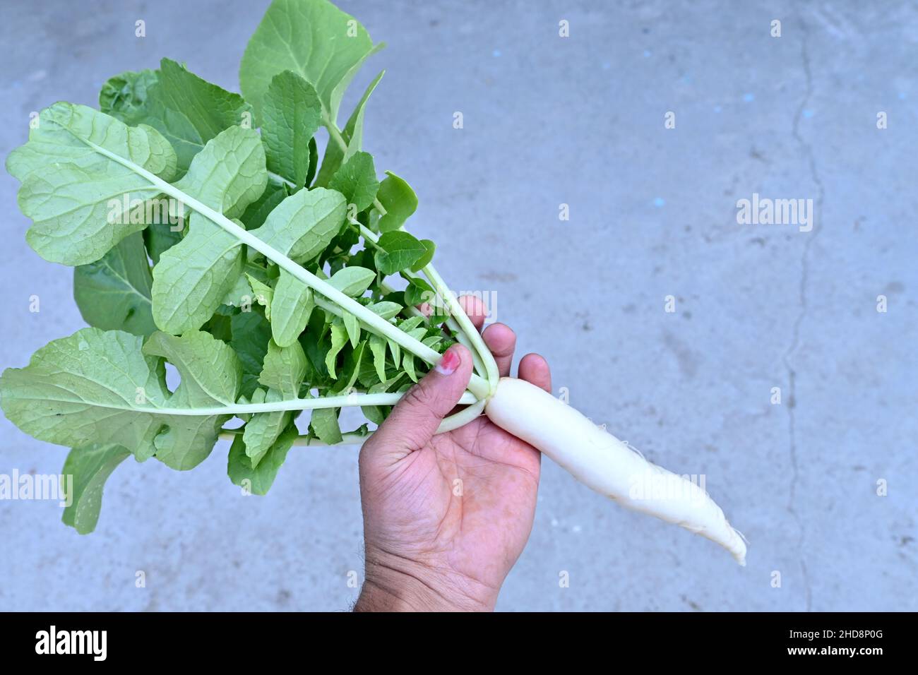 Nahaufnahme der reife weiße Rettich mit grüner Pflanze und Blättern halten die Hand über den grauen Hintergrund. Stockfoto