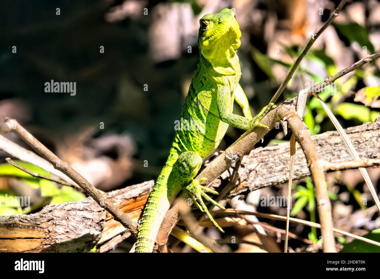 Gemeine Basiliskeneidechse (Basiliscus basiliscus), Rincon de la Vieja Nationalpark, Guanacaste, Costa Rica Stockfoto