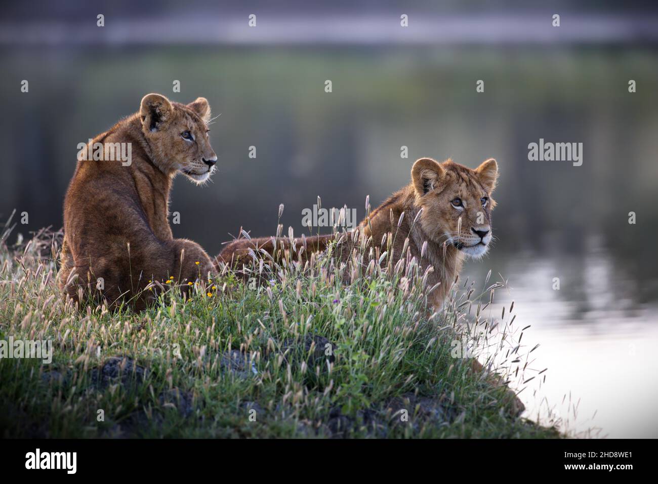 Nahaufnahme von asiatischen Löwen in der Nähe eines Teiches unter dem Sonnenlicht in Tansania Stockfoto