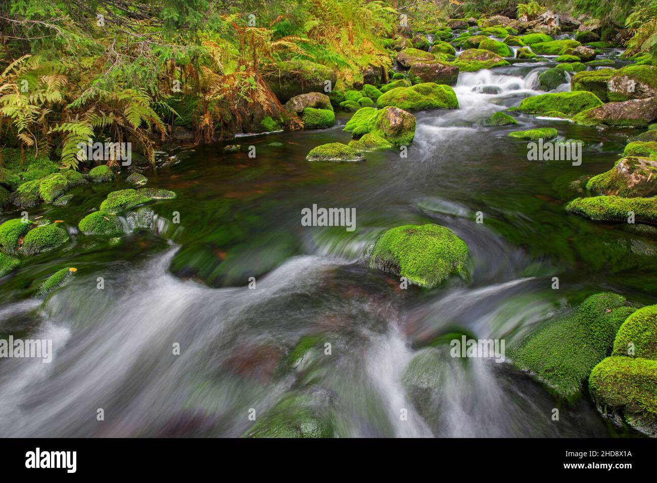 Fluss Njupån im Herbstwald im Fulufjället-Nationalpark, Dalarna, Schweden Stockfoto