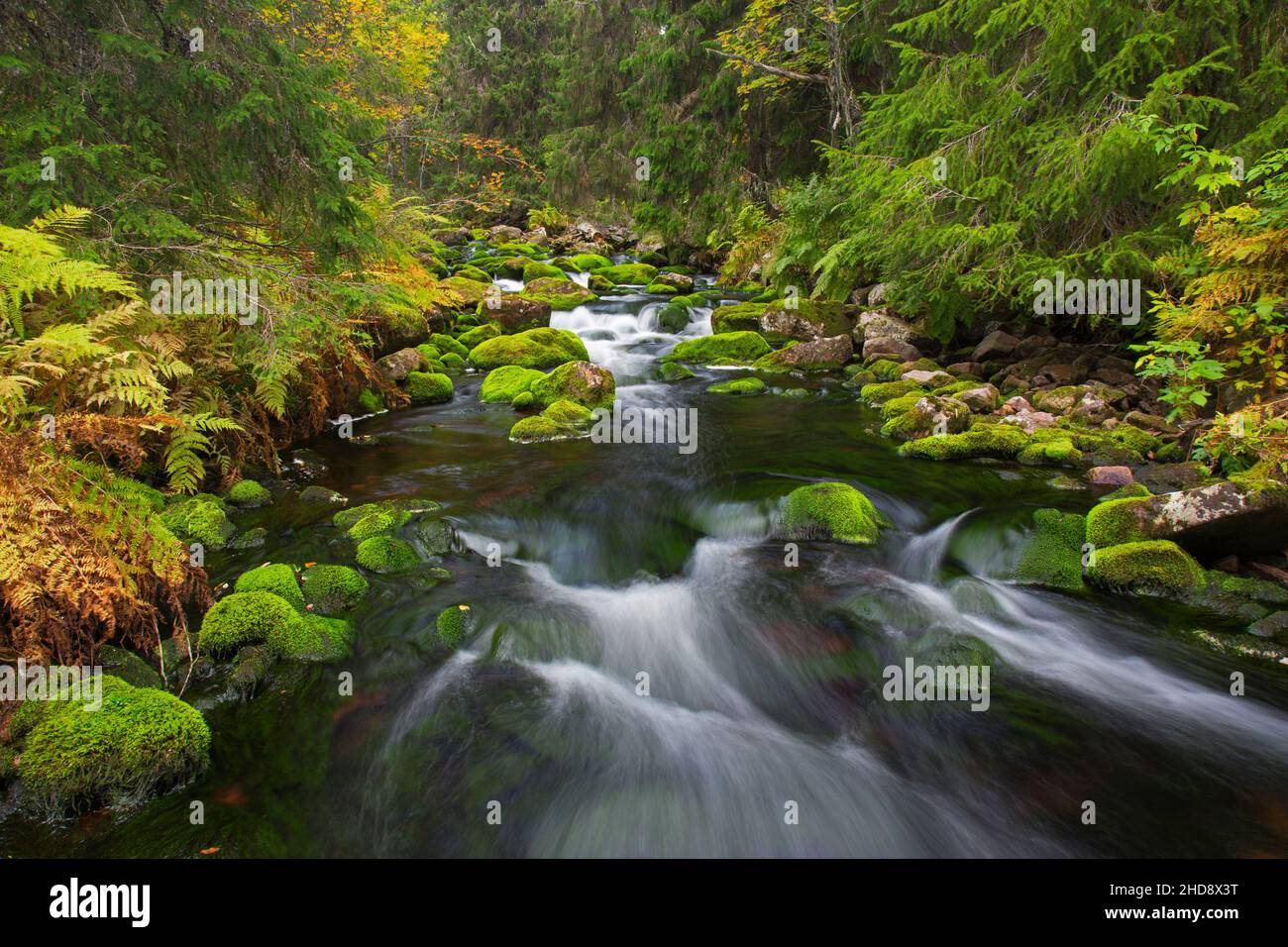 Fluss Njupån im Herbstwald im Fulufjället-Nationalpark, Dalarna, Schweden Stockfoto