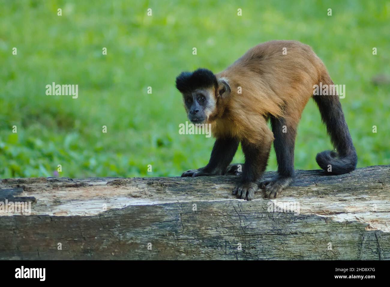 Nahaufnahme des schwarzen Kapuziner, Sapajus nigritus. Stockfoto