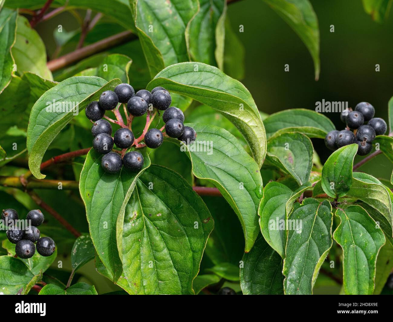 Dogwood Cornus sanguinea berries, neben einem Naturlehrpfad, Steart Marshes Nature Reserve, Wildfowl and Wetlands Trust Reserve, Steart, Somerset, England Stockfoto
