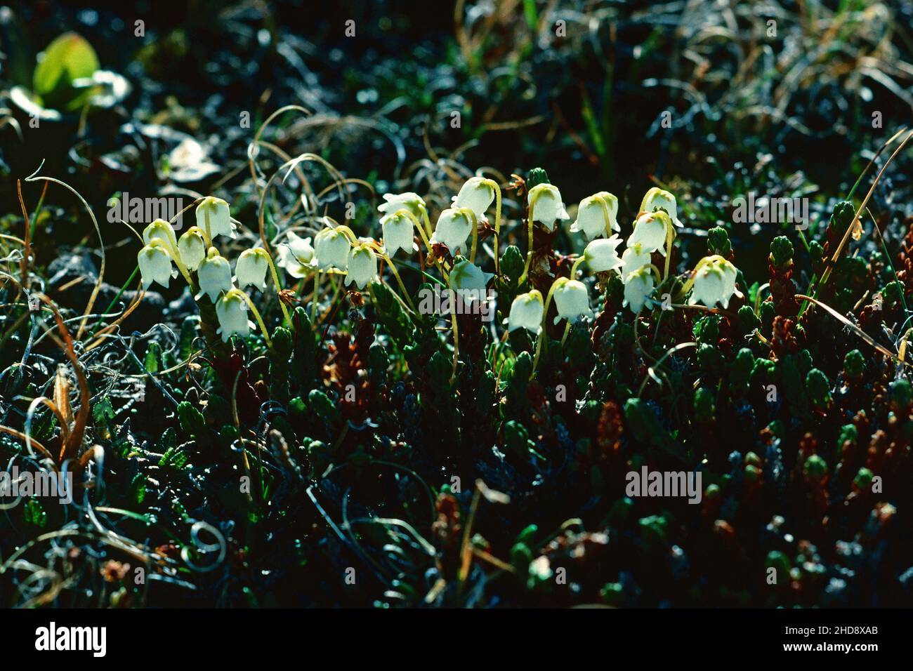 Cassiope Cassiope tetragona, hinterleuchtet, Orsted Dal, Grönland Stockfoto