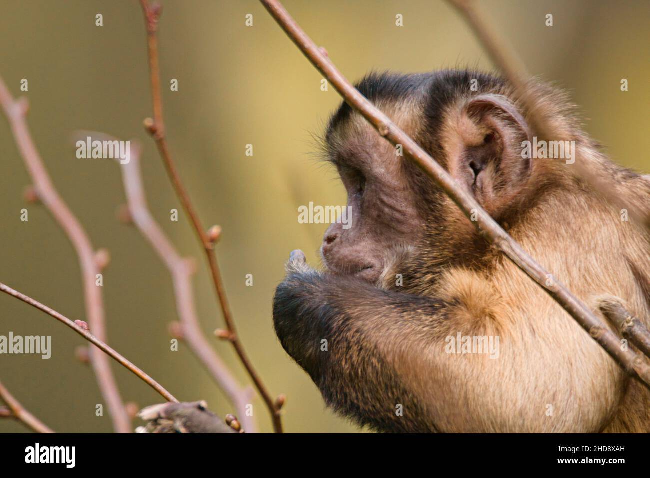 Nahaufnahme des schwarzen Kapuziner, Sapajus nigritus. Stockfoto