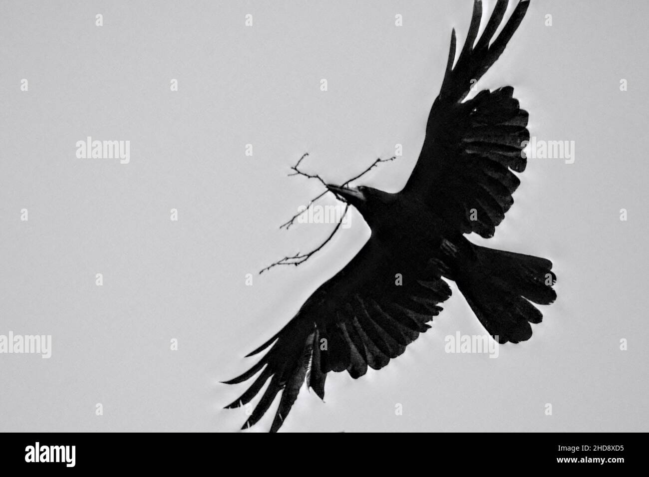 Nahaufnahme des in den Himmel fliegenden Kakerlakens, Corvus frugilegus. Stockfoto