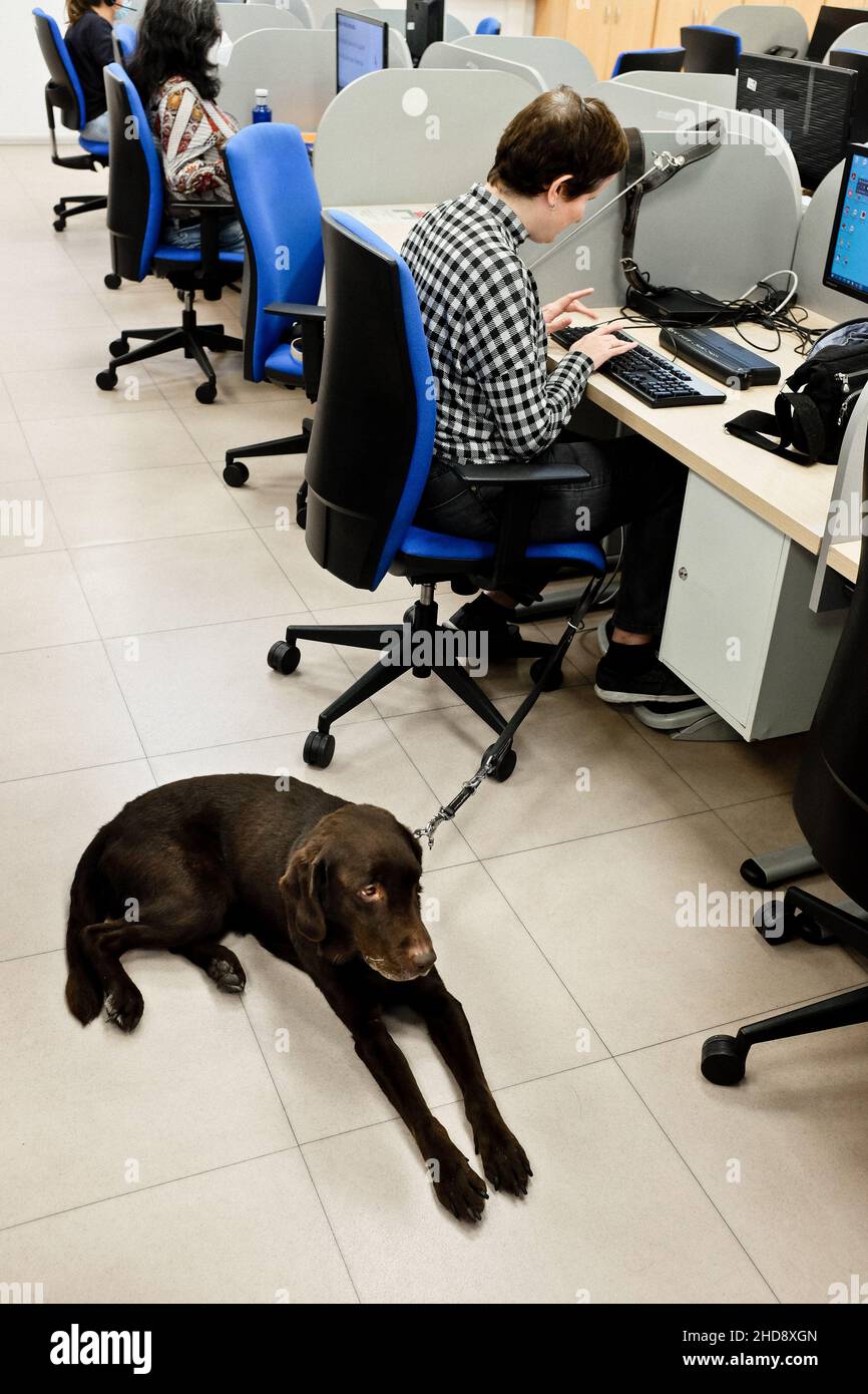 Ana Patricio Espejo, eine blinde Agentin, stetet zwischen den Anrufen ihren Blindenhund Camila. Ilunion Contact Center BPO, Madrid, Spanien. Stockfoto