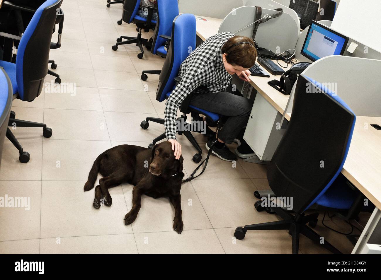 Ana Patricio Espejo, eine blinde Agentin, stetet zwischen den Anrufen ihren Blindenhund Camila. Ilunion Contact Center BPO, Madrid, Spanien. Stockfoto