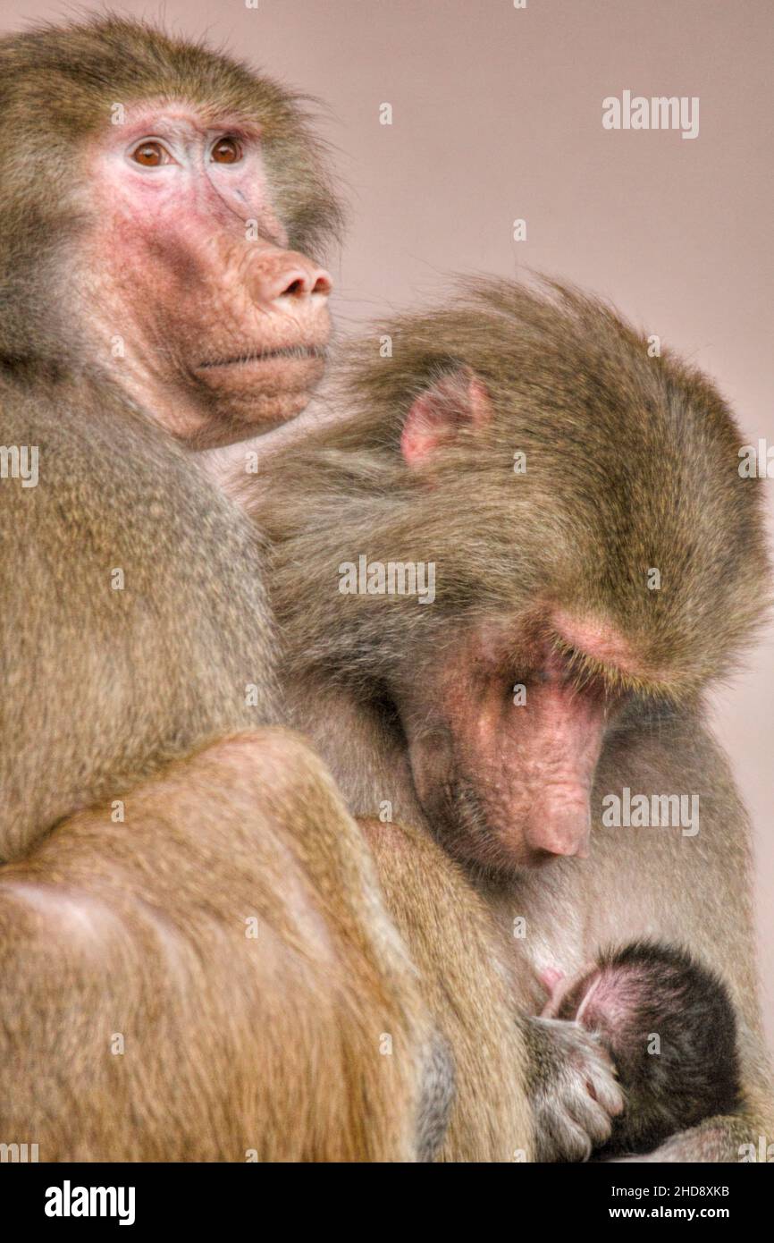 Vertikale Nahaufnahme der weiblichen Hamadryas-Paviane. Stockfoto