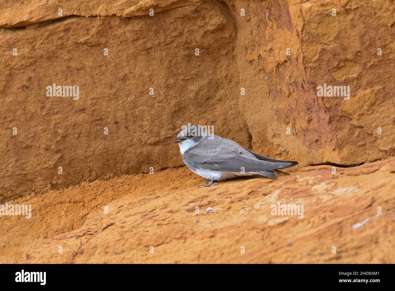 Europäischer Sand martin / Bank Swallow (Riparia riparia / Hirundo riparia) auf einem Bergrücken in der schieren sandigen Klippe am Flussufer / Flussufer im Frühjahr thront Stockfoto