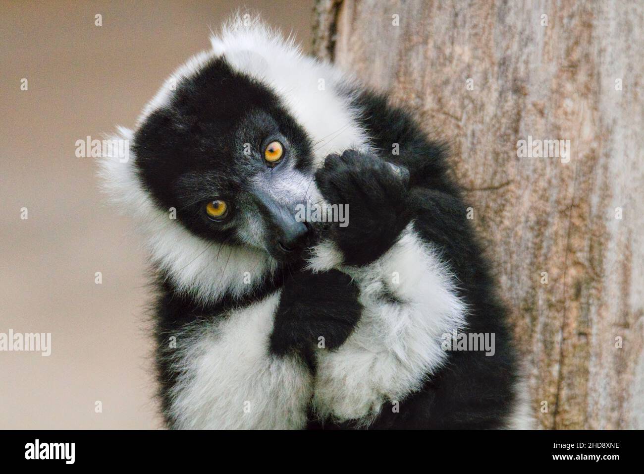 Nahaufnahme des schwarz-weißen gekräuselten Lemurs, Varecia variegata. Stockfoto