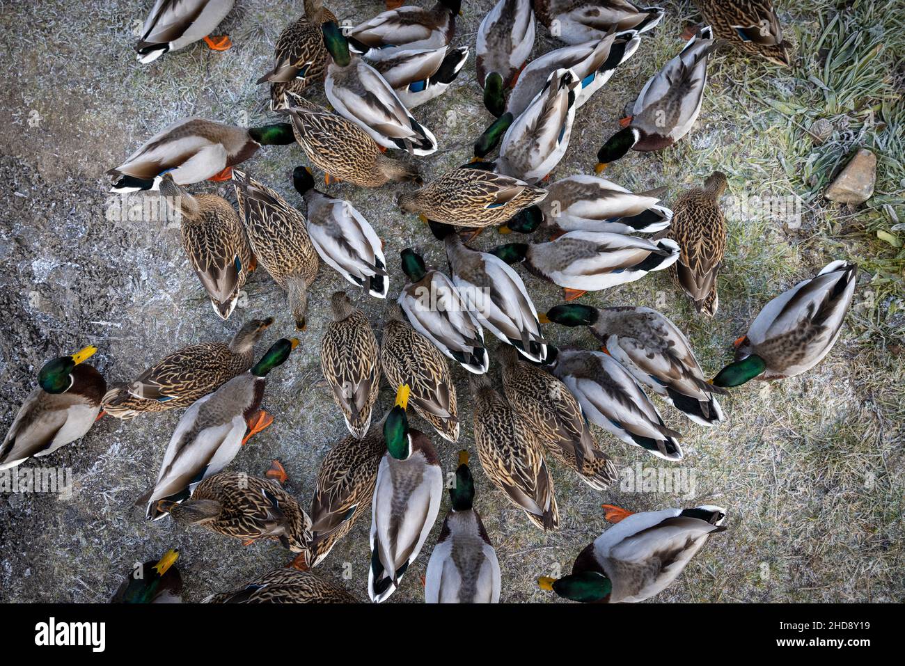 Enten von oben essen Stockfoto