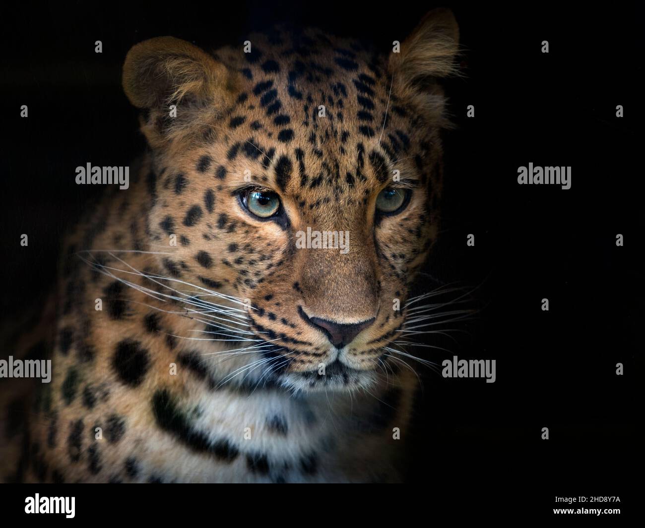 Amur Leopard Panthera pardus orientalis Stockfoto