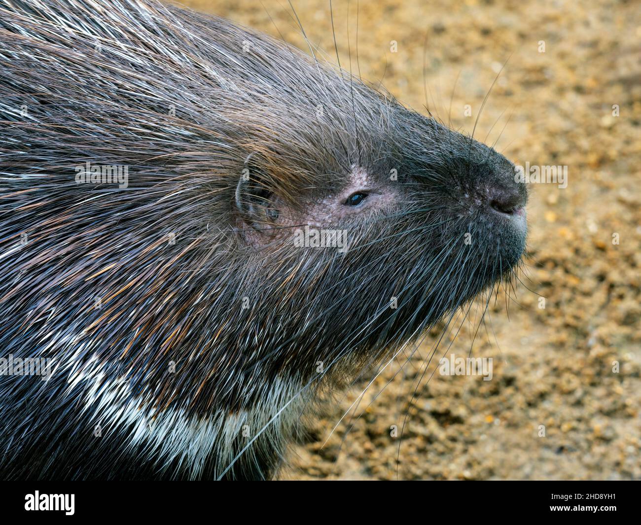 Indische Gewöhnliches Stachelschwein Hystrix indica Stockfoto
