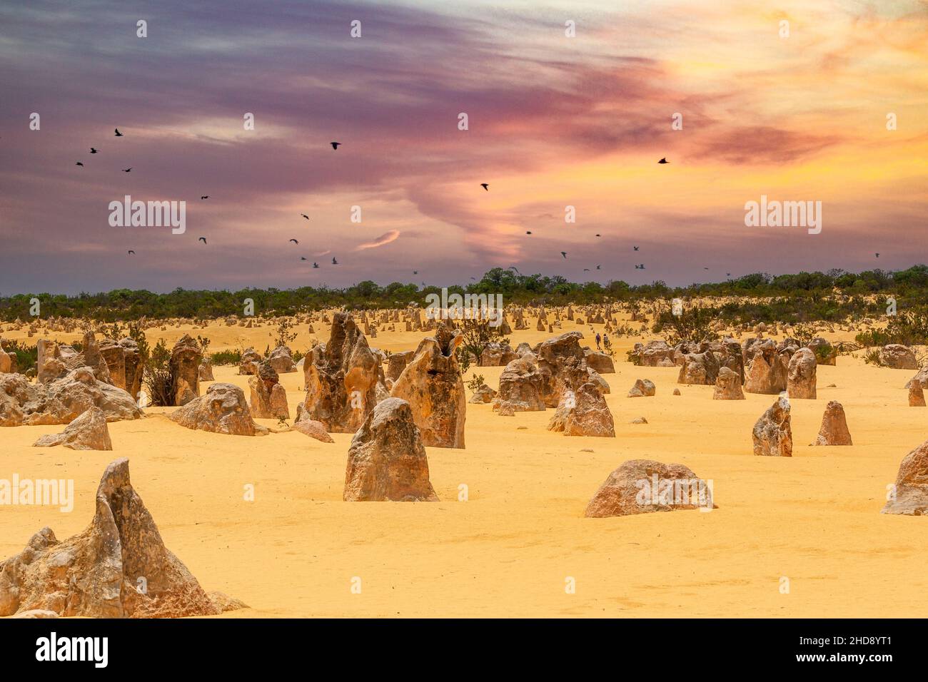 Die Pinnacles sind ein Wahrzeichen, das aus verwitterten Kalksteinsäulen besteht und in der Pinnacles-Wüste, einem Teil des Nambung-Nationalparks, zu sehen ist Stockfoto
