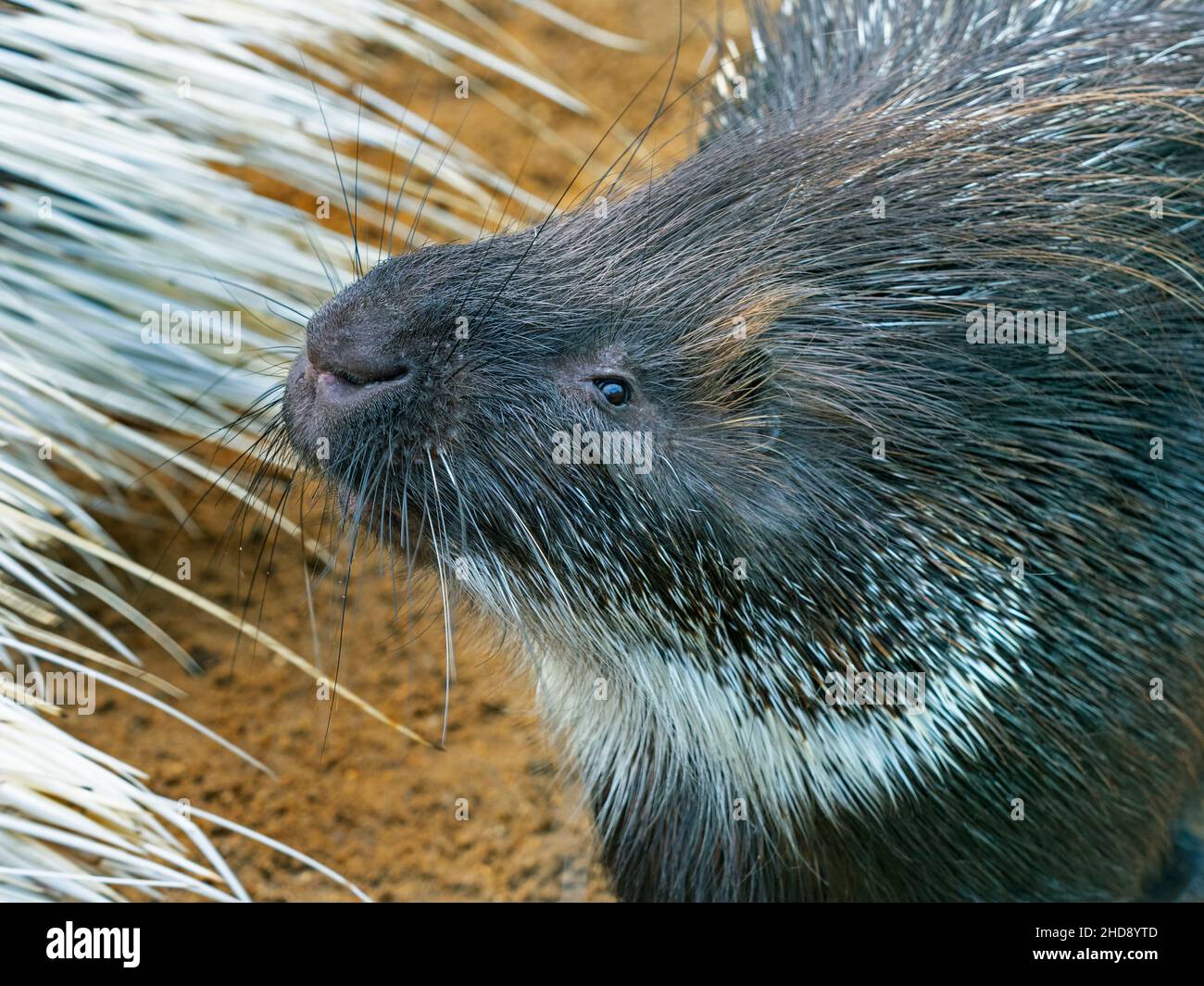 Indische Gewöhnliches Stachelschwein Hystrix indica Stockfoto