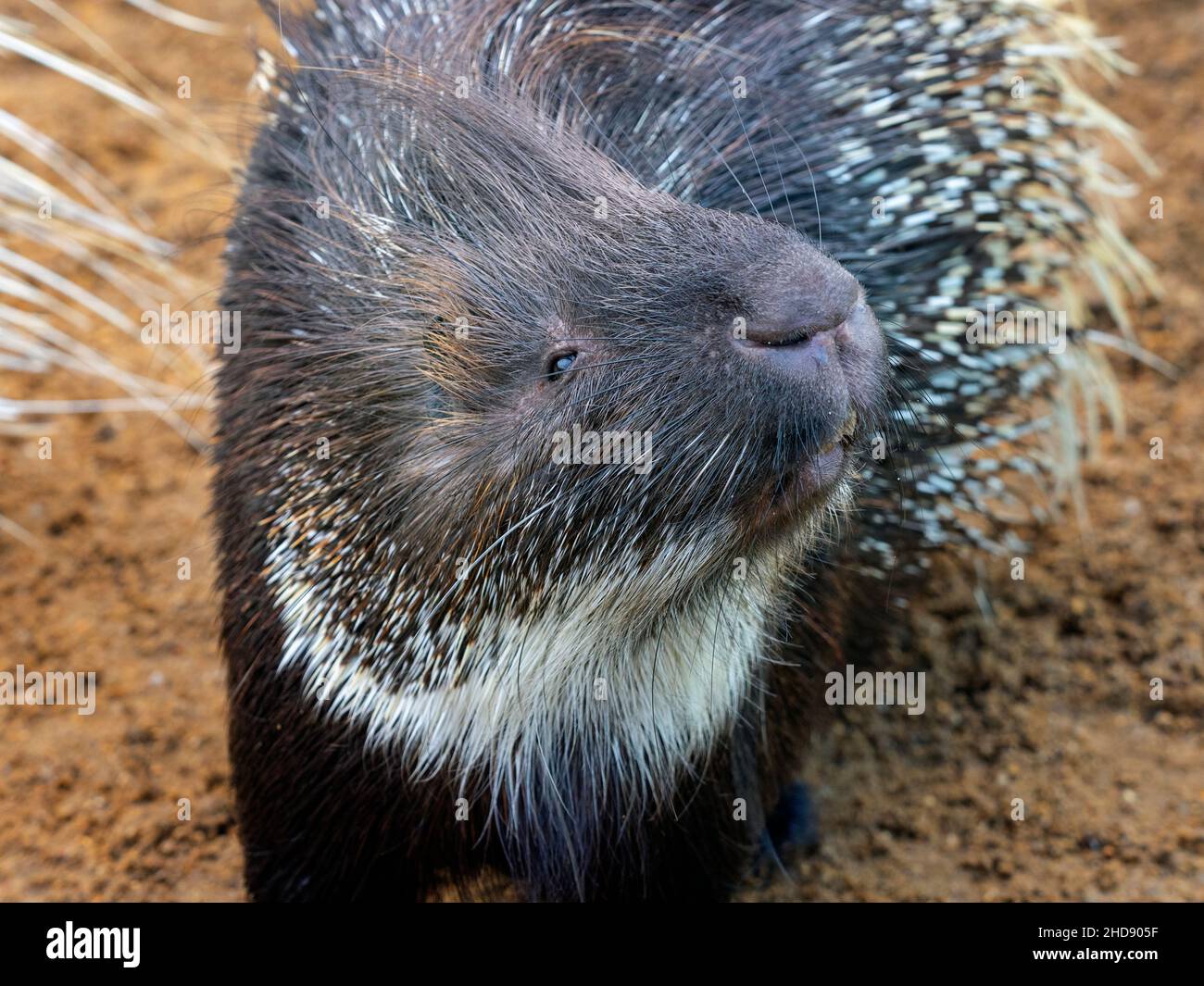 Indische Gewöhnliches Stachelschwein Hystrix indica Stockfoto