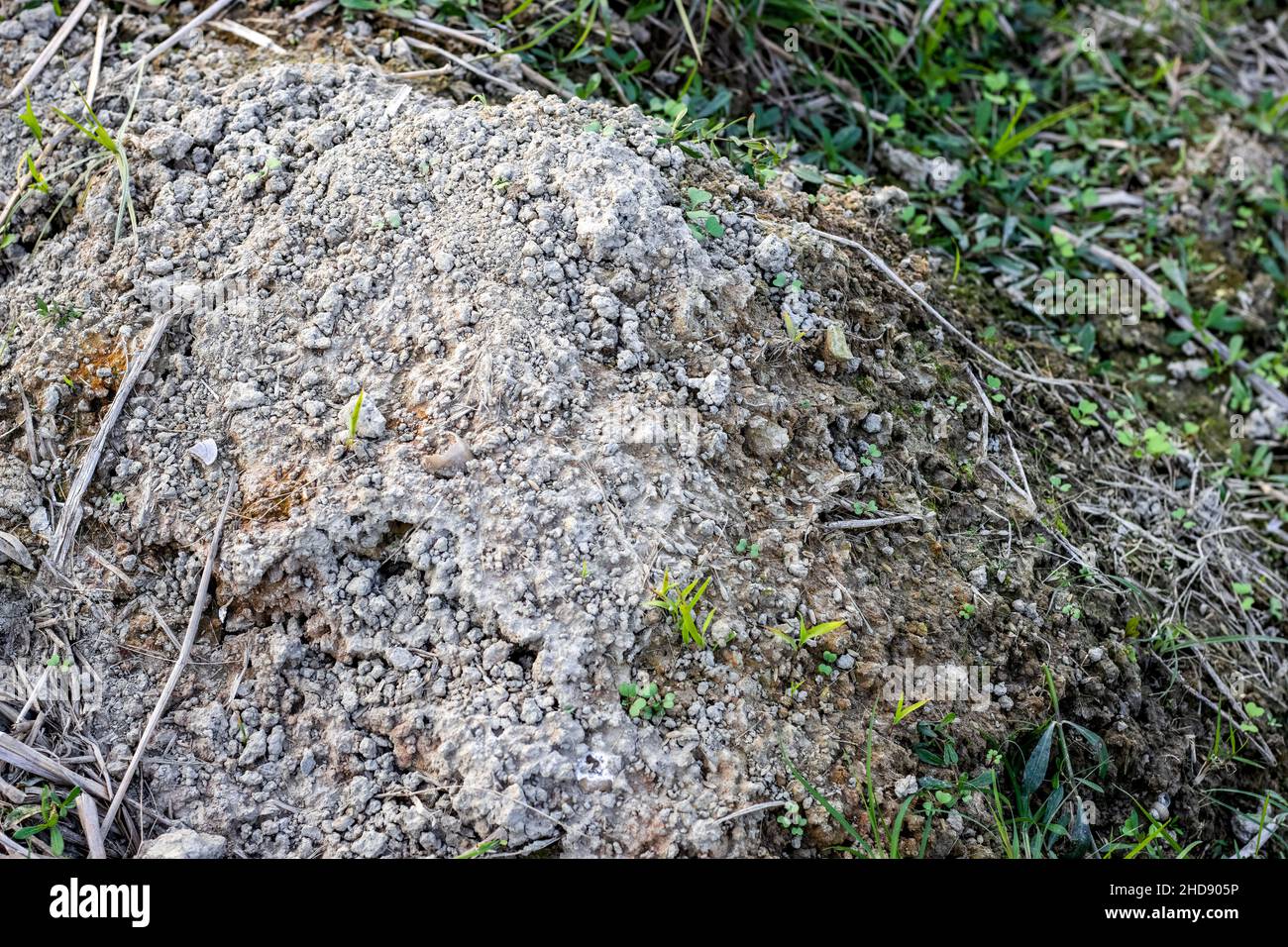 Ein Haufen gegrabener Erde in der Nähe des Rattenlochs in landwirtschaftlichem Boden Stockfoto