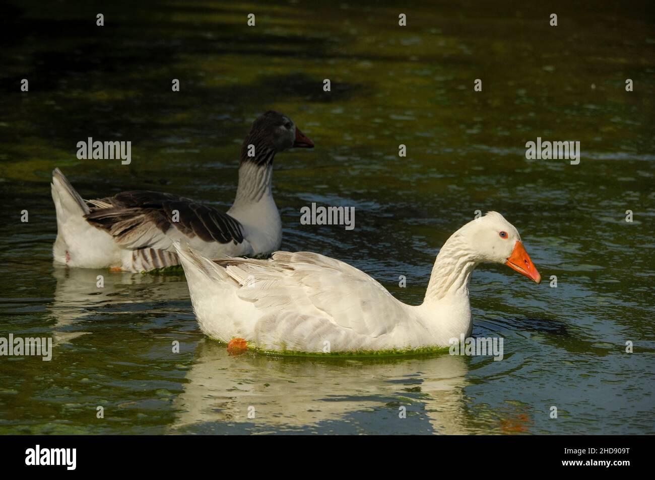 Vögel in Freiheit und in ihrer Umgebung von Uruguay. Stockfoto