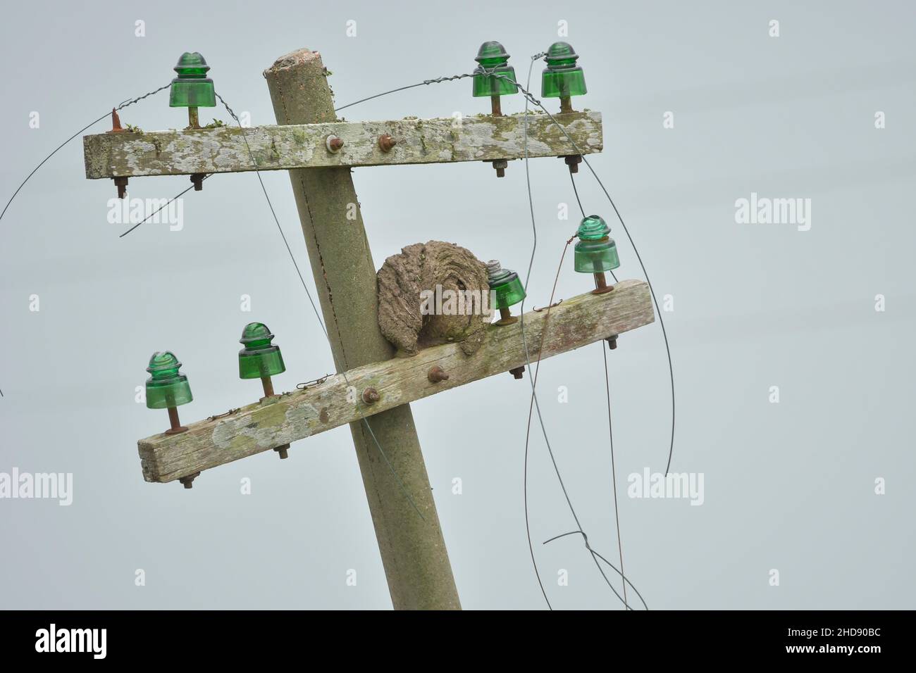 Vögel in Freiheit und in ihrer Umgebung von Uruguay. Stockfoto