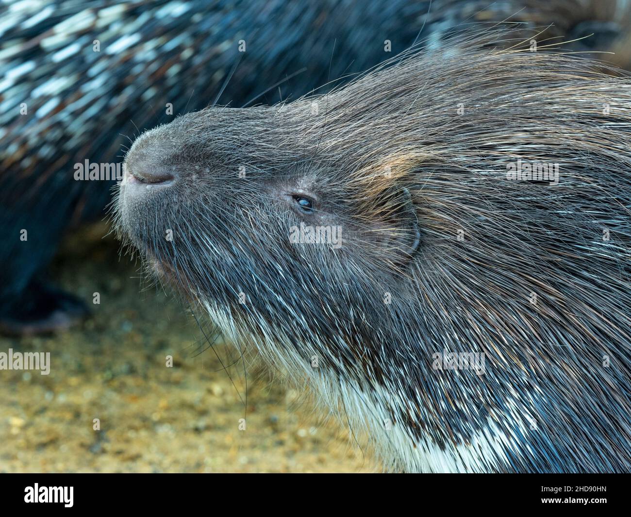 Indische Gewöhnliches Stachelschwein Hystrix indica Stockfoto