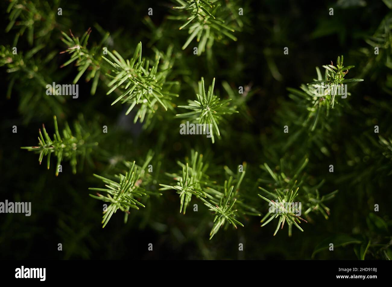 Eine Rosmarin-Pflanze, die von oben fotografiert wurde und die nadelartigen Blätter zeigt Stockfoto