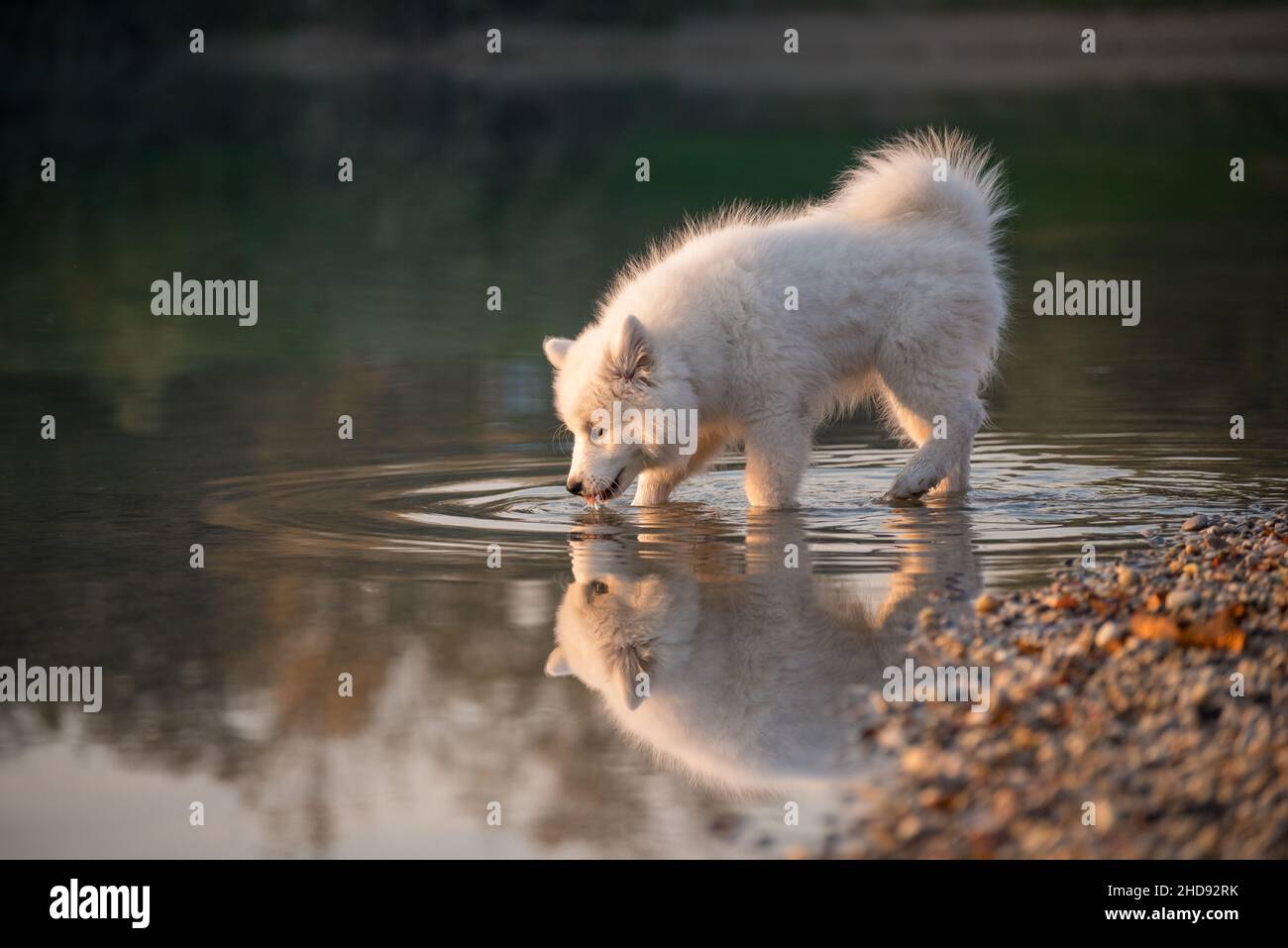 Samoyed Welpe steht am Ufer eines Sees und trinkt das Wasser. Der kleine weiße Hund am Ufer wird von der untergehenden Sonne geküsst. Stockfoto