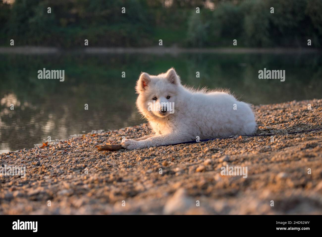 Samoyed Welpe spielt mit seinem Stock am Rande eines Sees. Der kleine Hund schaut zur Kamera. Das weiße Fell wird durch die Einstellung su glänzen lassen Stockfoto