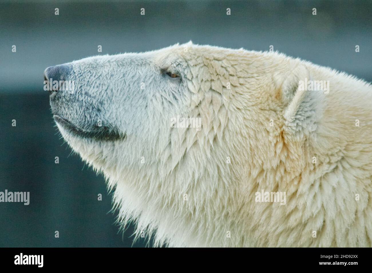 Nahaufnahme des Kopfes des Eisbären. Ursus maritimus. Stockfoto