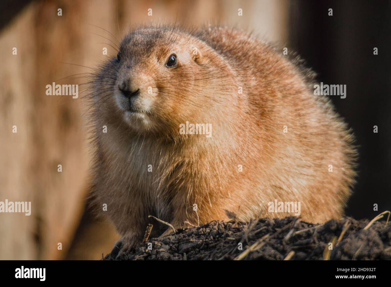 Nahaufnahme des Schwarzschwanz-Präriehundes. Cynomys ludovicianus. Stockfoto