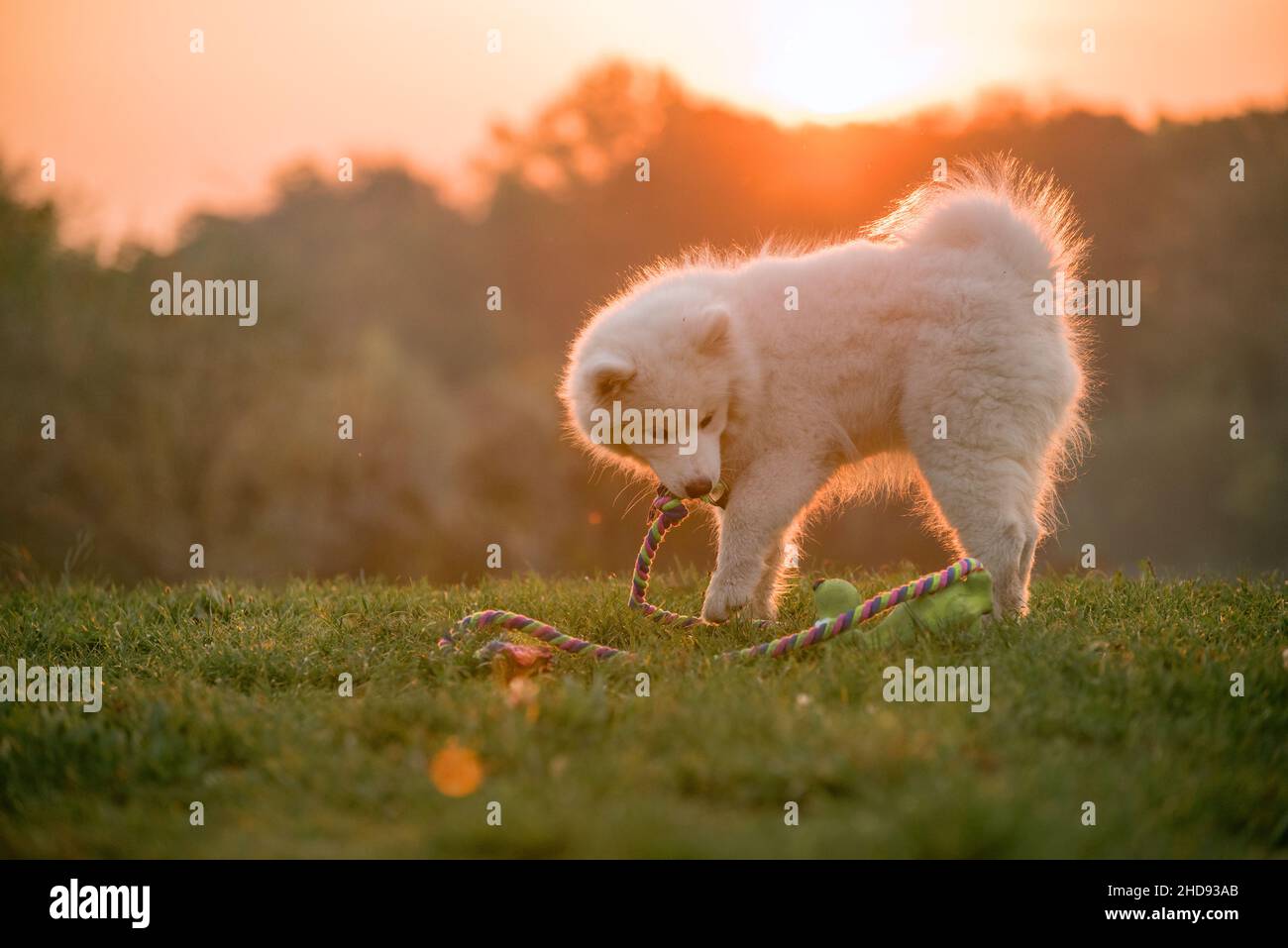 Samoyed Welpe spielt mit seinem Seil auf der grünen Hundewiese. Das weiße Fell leuchtet im orangen Sonnenlicht. Im Hintergrund der orange Himmel mit dem Bau Stockfoto