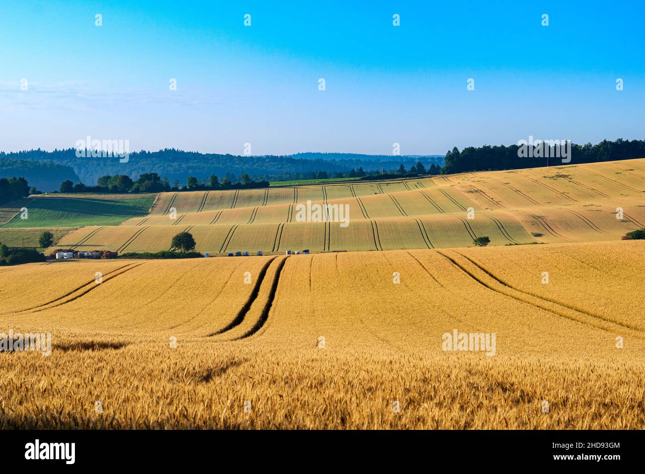 Malerischer Blick auf gelbe Weizenfelder in einer ländlichen Gegend auf blauem Himmel Hintergrund Stockfoto