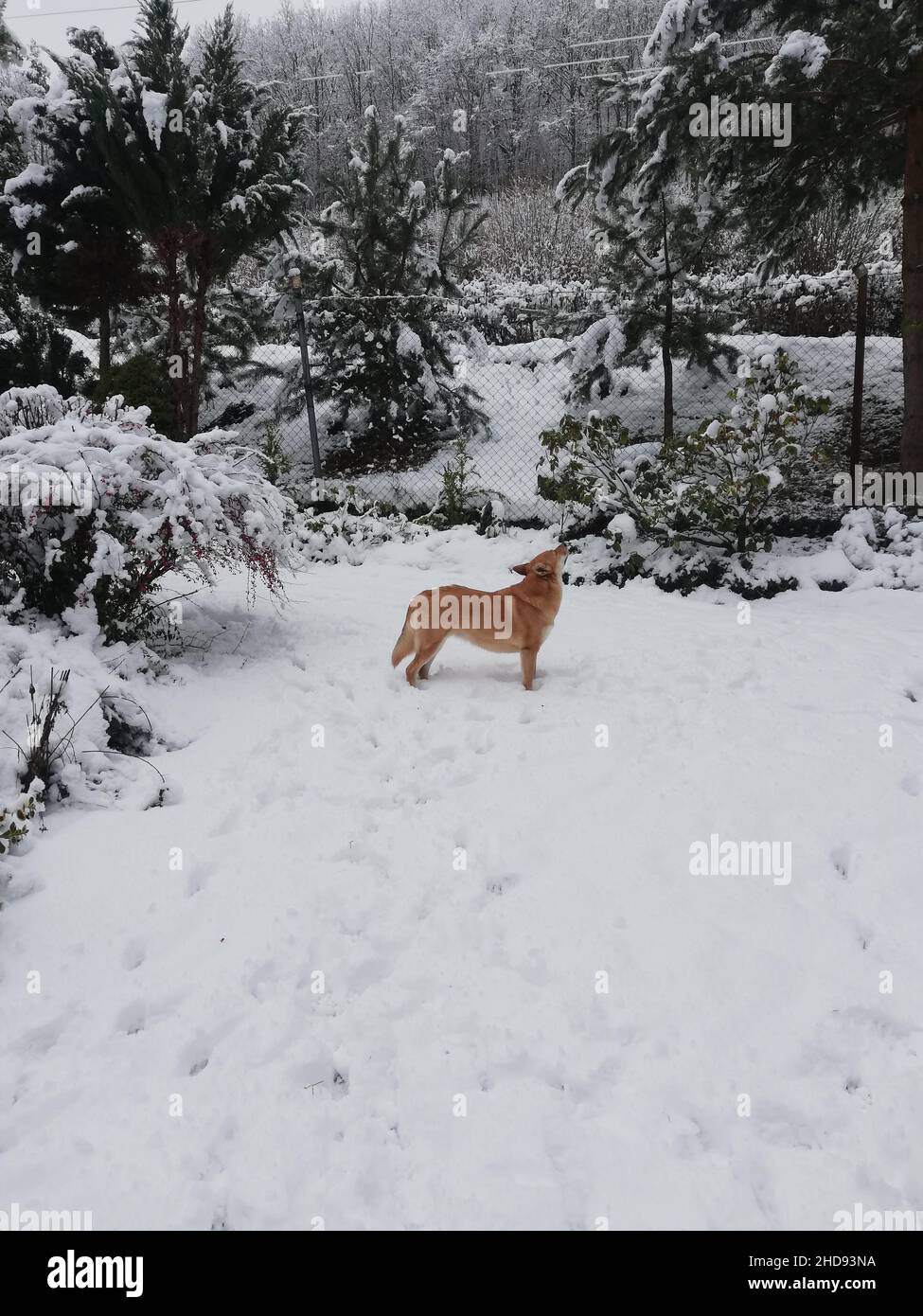 Vertikale Aufnahme des im Schnee stehenden Hundes. Stockfoto