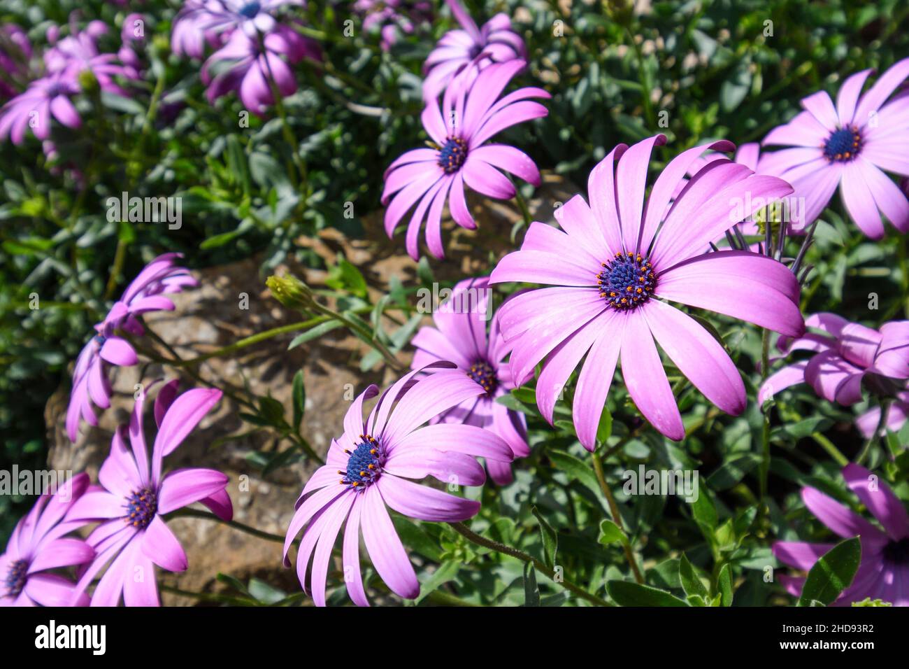 Cape Daisy in voller Blüte Stockfoto