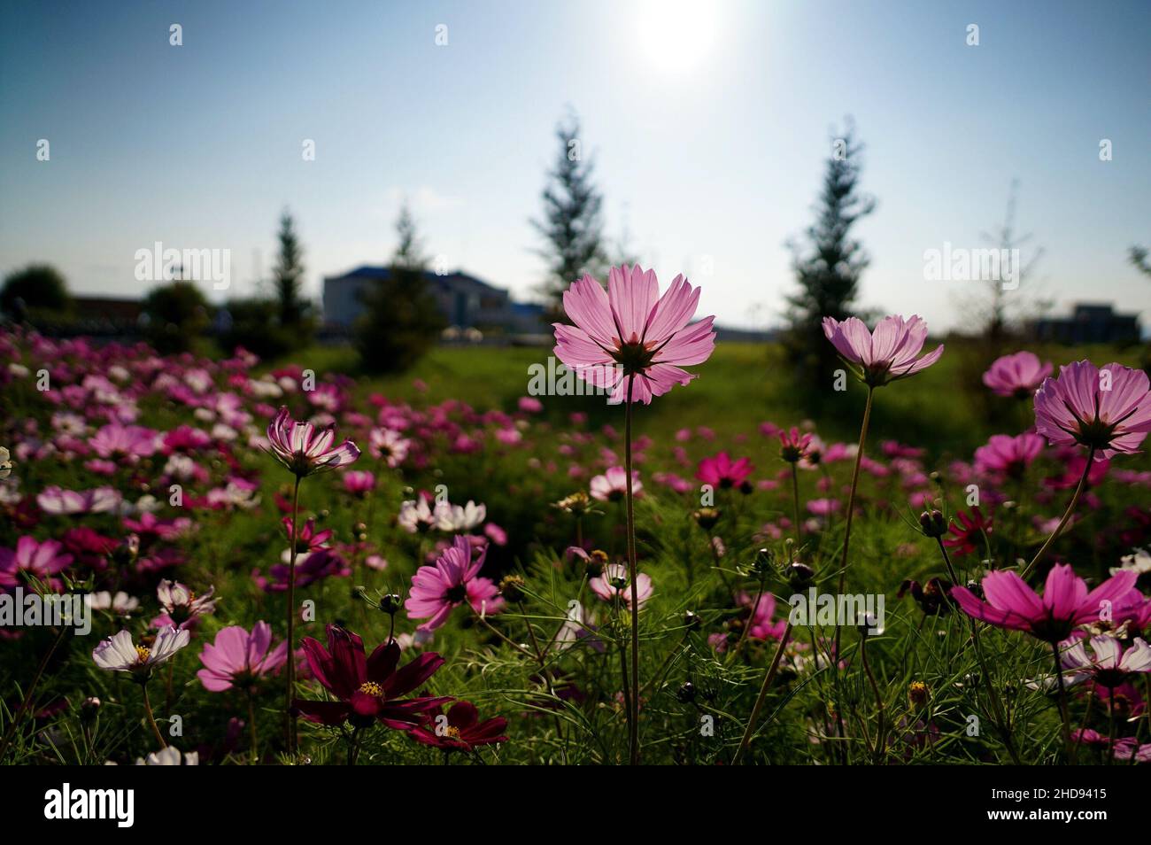 Nahaufnahme der Kosmos-Blumen auf dem Feld. Ausgewählter Fokus. Stockfoto