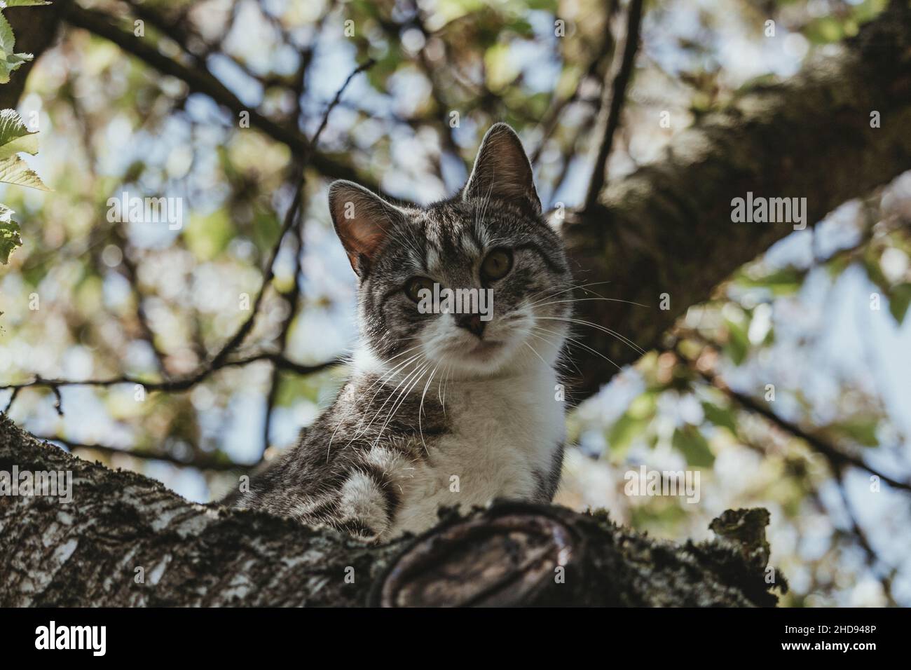 Hauskatze aus einem Herbstbaum Stockfoto