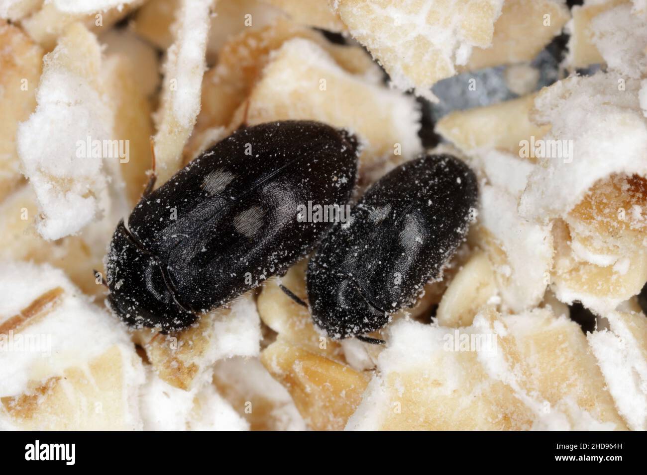 Weibchen und Männchen von Attagenus pellio der Pelzkäfer oder Teppichkäfer aus der Familie Dermestidae ein Hautkäfer auf Haferflocken. Stockfoto