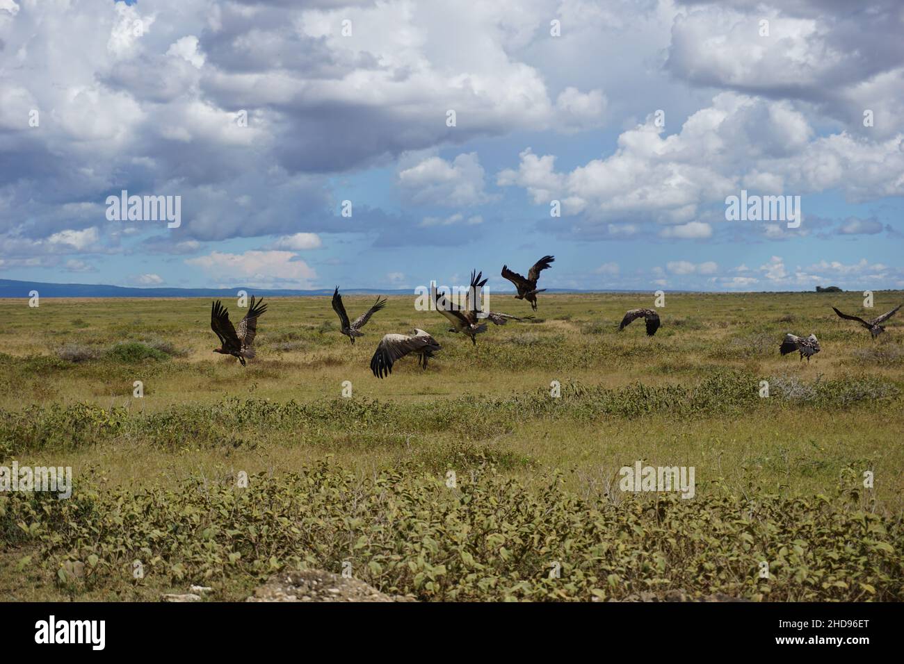 Geier fliegen weg, Serengeti-Nationalpark, Tansania 2021 Stockfoto