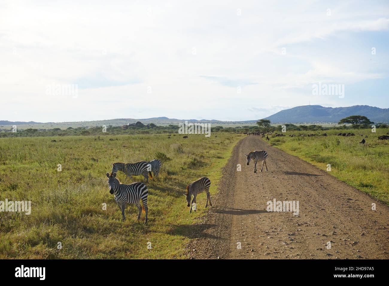 Gruppe von Zebras zur goldenen Stunde in der Serengeti, Tansania 2021 Stockfoto