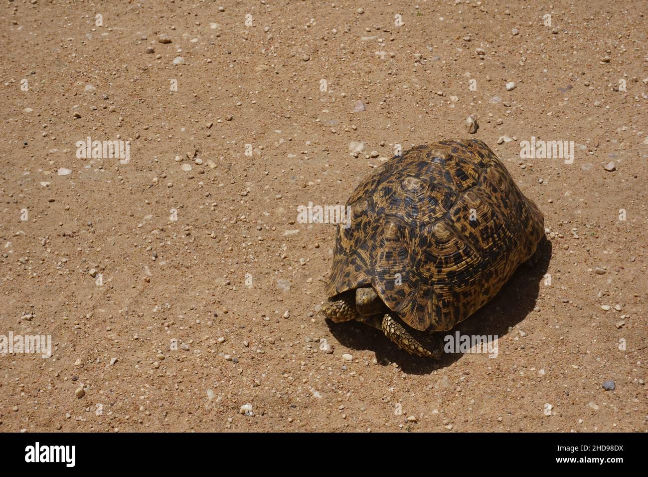 Schildkröte, Schildkröte, die auf unserer Wildfahrt durch die Serengeti, Tansania 2021, mitten auf der Straße gefunden wurde Stockfoto