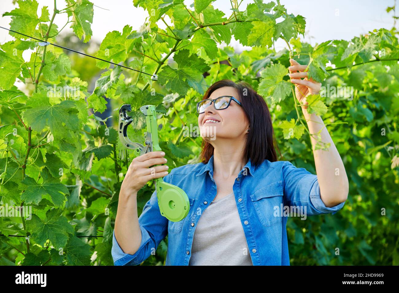 Frau Gärtnerin Landwirtin, die im Weinberg mit professioneller