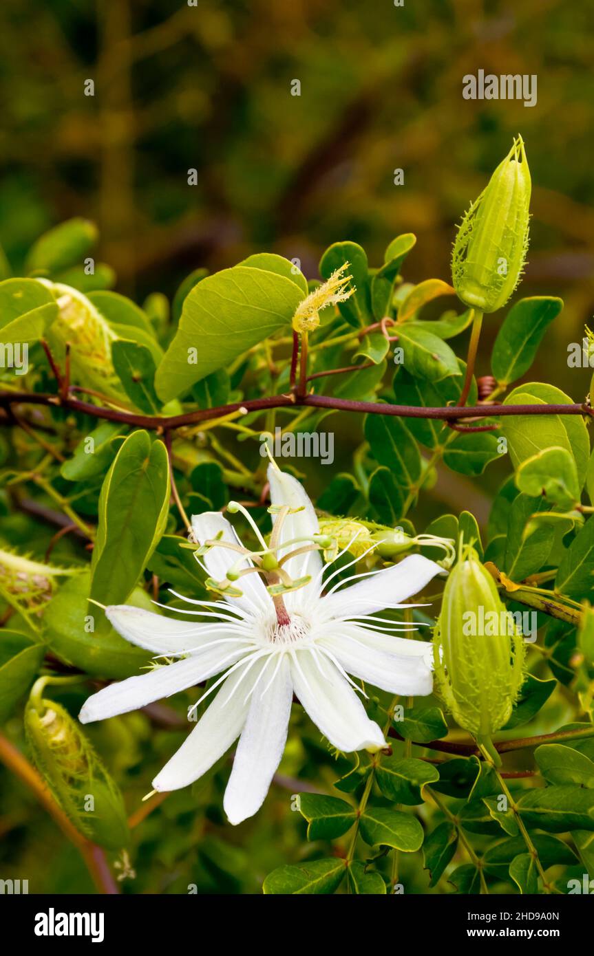 Eine Nahaufnahme der weißen Passionsblume in Costa Rica, Mittelamerika. Stockfoto