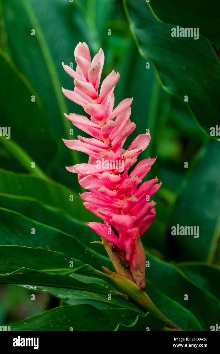 Eine rosafarbene Ingwerblume in den Wäldern von Costa Rica, Mittelamerika. Stockfoto