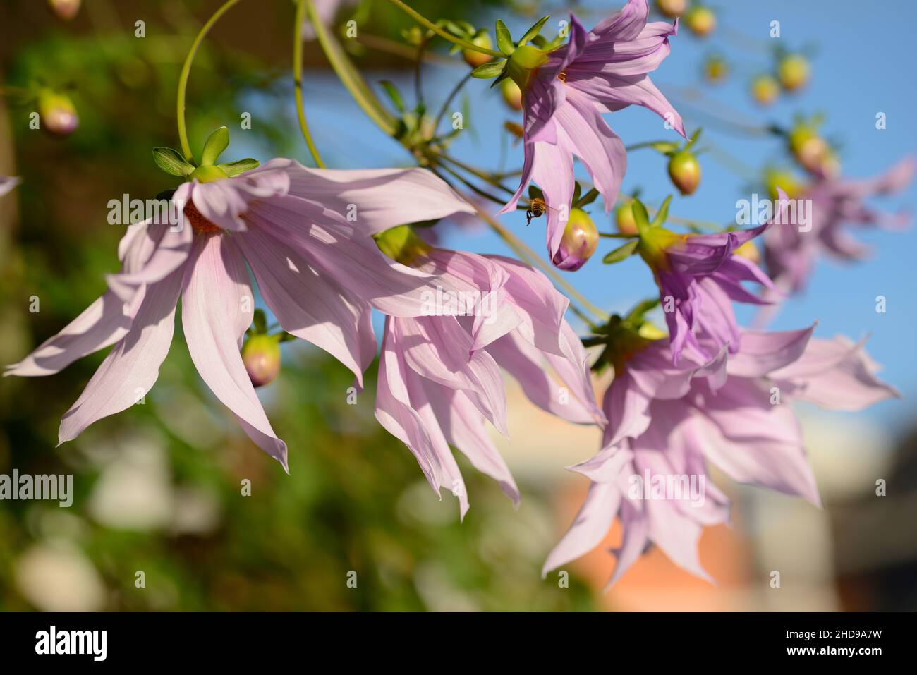 Herbstblüte von rosa Dahlia imperialis Stockfoto